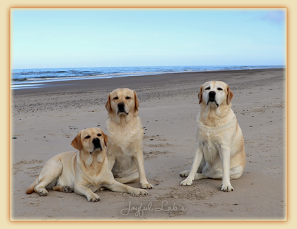 Die Joyful Lab's in DK :-)
