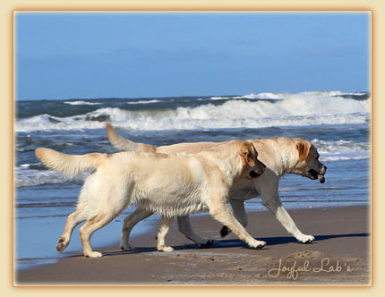 Joyful Lab's Classic Girl & Eye-Catching Girl Joyful Lab's Classic Girl & Eye-Catching Girl