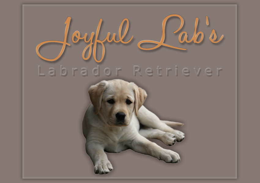 Kommen Sie herein und lernen Sie uns und unsere Labrador Retriever kennen!