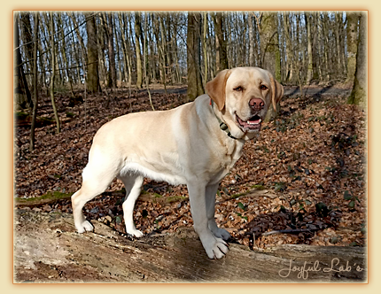 Frida - Joyful Lab's First Class Girl Frida - Joyful Lab's First Class Girl