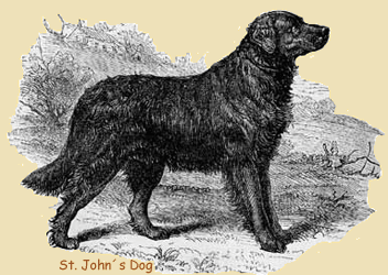St. Johns Dog