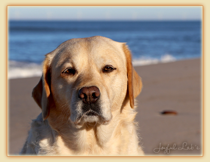 Tilda - Joyful Labs Eye-Catching Girl 