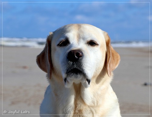 Joyful Lab's Classic Girl - Carla