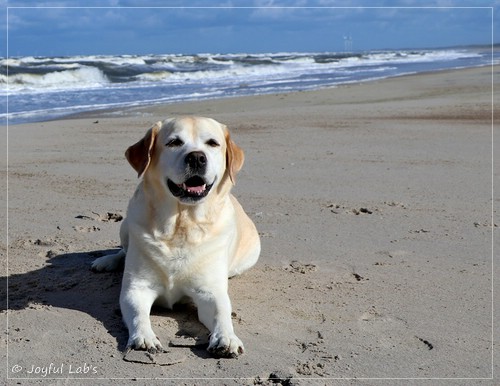 Joyful Lab's Classic Girl - Carla