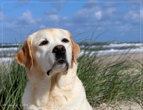 Joyful Lab's Classic Girl - Carla