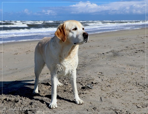 Joyful Lab's Classic Girl - Carla