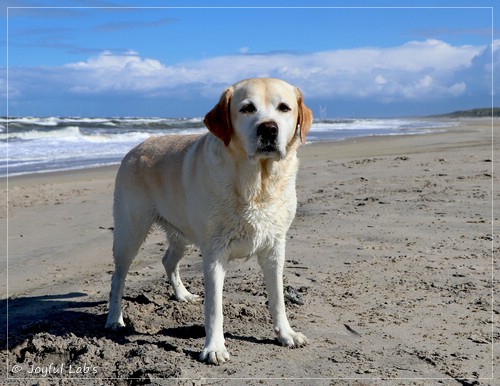 Joyful Lab's Classic Girl - Carla