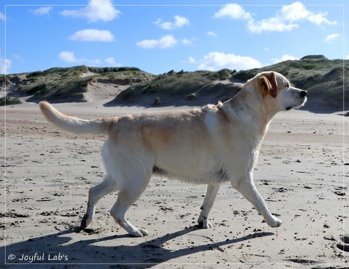 Joyful Lab's Classic Girl - Carla