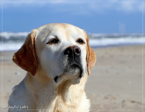 Joyful Lab's Classic Girl - Carla