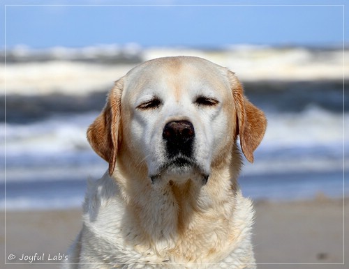 Joyful Lab's Classic Girl - Carla