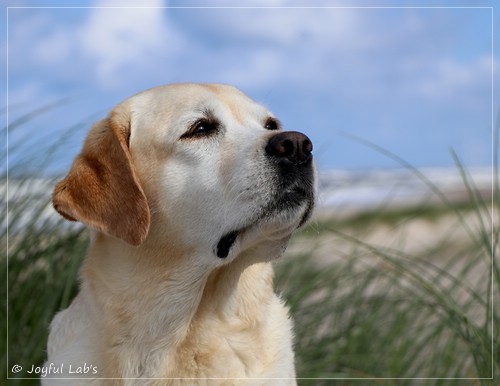 Joyful Lab's Classic Girl - Carla