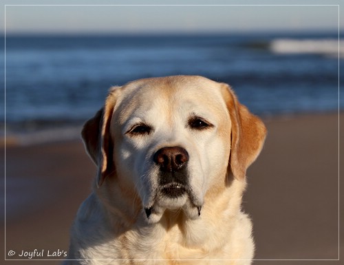 Joyful Lab's Classic Girl - Carla
