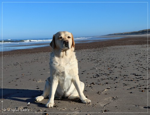 Joyful Lab's Eye-Catching Girl - Tilda -