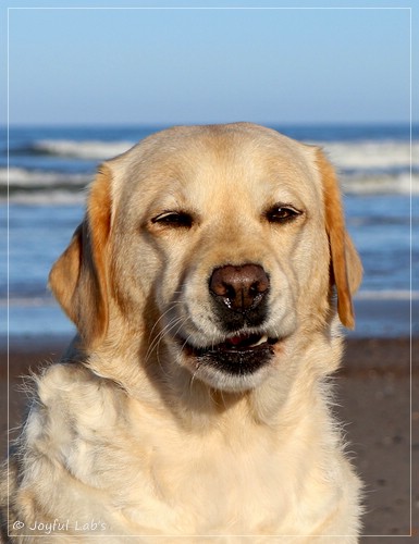 Joyful Lab's Eye-Catching Girl - Tilda -