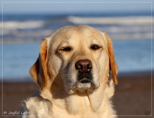 Joyful Lab's Eye-Catching Girl - Tilda -