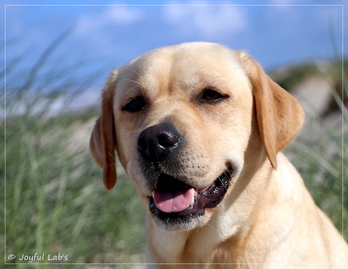 Joyful Lab's Flower Power Girl - Erna