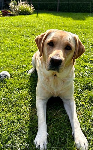 Emma - Joyful Labs Foxy Girl