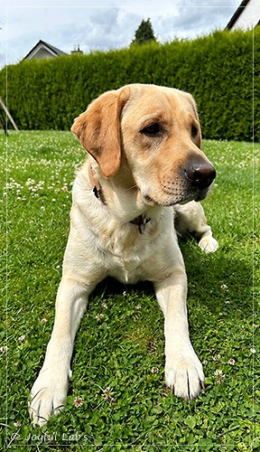 Emma - Joyful Labs Foxy Girl