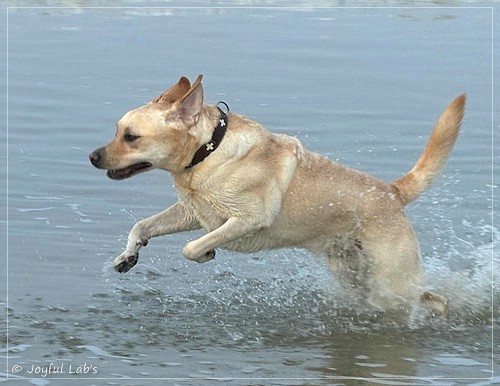 Fiete - Joyful Labs Fetch it Boy