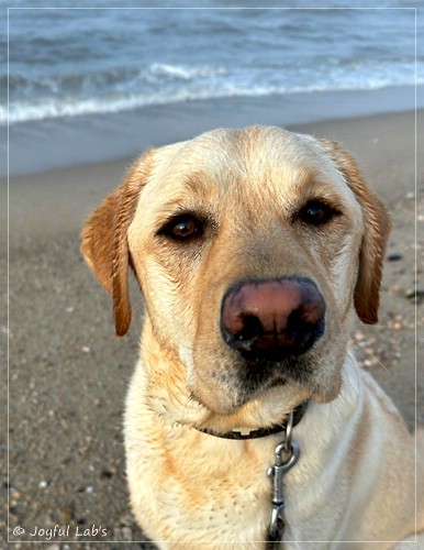 Fiete - Joyful Labs Fetch it BoyJL_Fiete_Jan_25_3