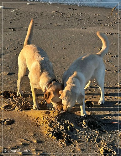 Fiete - Joyful Labs Fetch it Boy