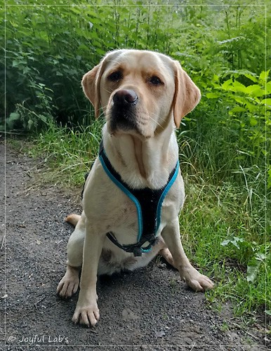 Frida - Joyful Labs First Class Girl