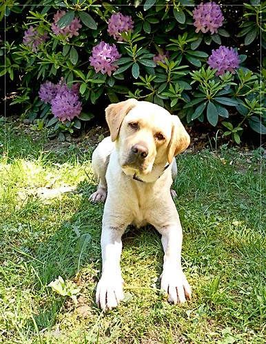 Frida - Joyful Labs First Class Girl