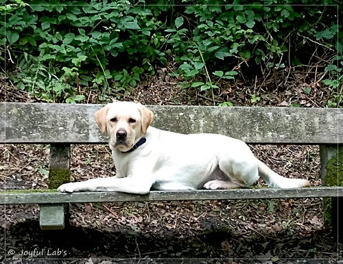 Frida - Joyful Labs First Class Girl