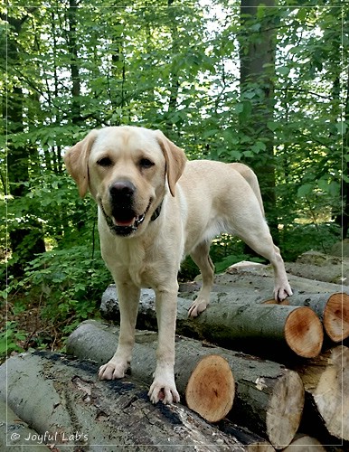 Frida - Joyful Labs First Class Girl