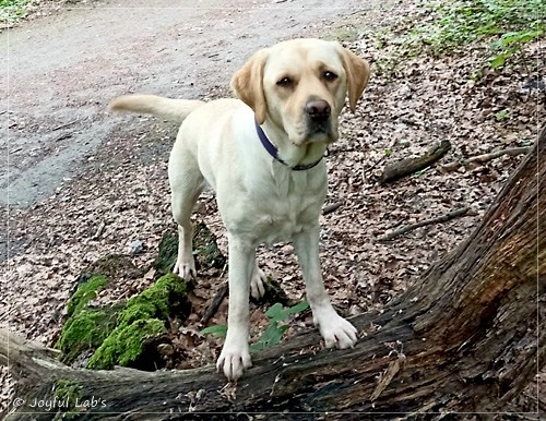 Frida - Joyful Labs First Class Girl