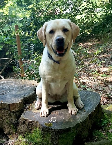 Frida - Joyful Labs First Class Girl