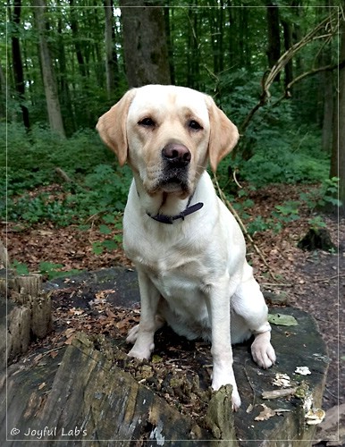 Frida - Joyful Labs First Class Girl