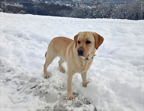 Frida - Joyful Labs First Class Girl