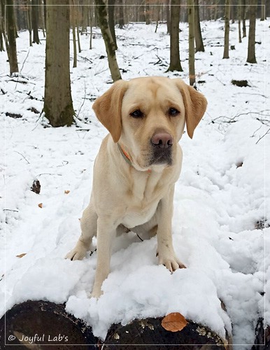 Frida - Joyful Labs First Class Girl