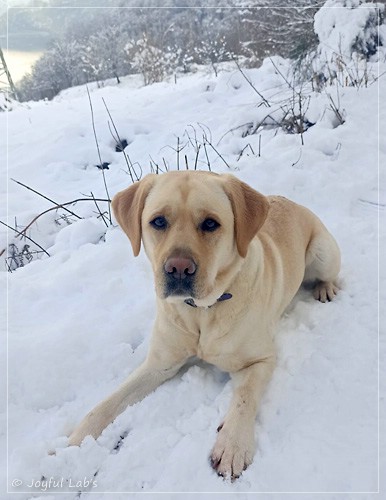 Frida - Joyful Labs First Class Girl