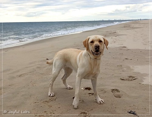 Frida - Joyful Labs First Class Girl