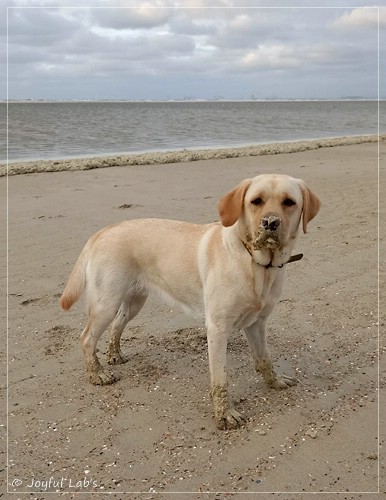 Frida - Joyful Labs First Class Girl