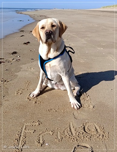 Frida - Joyful Labs First Class Girl