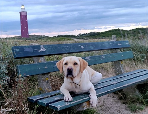 Frida - Joyful Labs First Class Girl