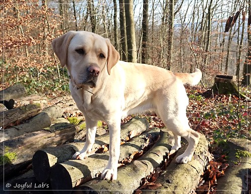 Frida - Joyful Labs First Class Girl