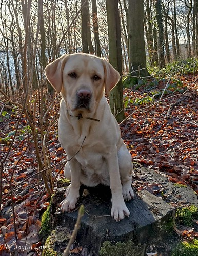 Frida - Joyful Labs First Class Girl