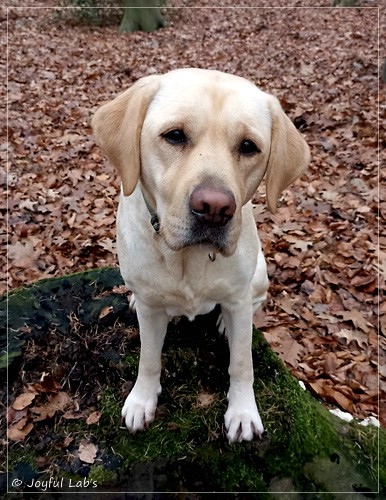 Frida - Joyful Labs First Class Girl