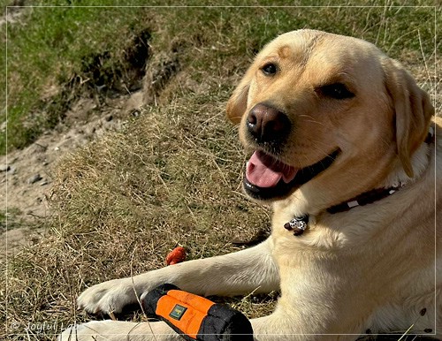 Lina - Joyful Labs Favourite Girl