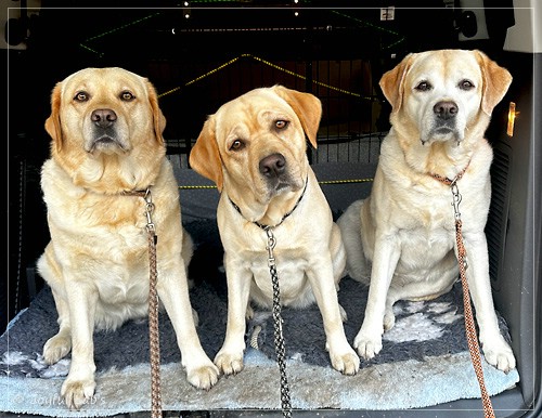 Joyful Lab's Trio