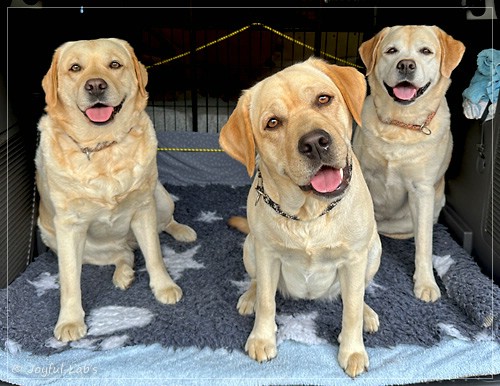 Joyful Lab's Trio