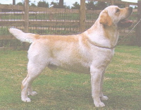 Sandylands labradors 2024